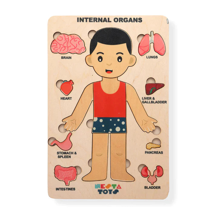 Human Anatomy | Internal Organs Puzzle