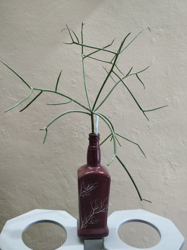 Pencil Plant In Maroon Boottle
